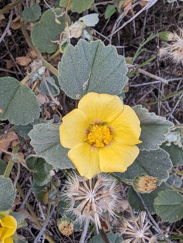 Image of Abutilon halophilum by (c) Michael Somerville, some rights reserved (CC BY-SA)