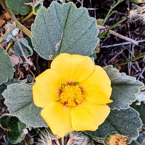 Image of Abutilon halophilum by (c) Michael Somerville, some rights reserved (CC BY-SA)