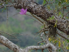 Tillandsia cacticola, photograph (c) biped_cub, some rights reserved (CC BY)