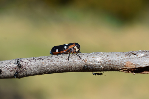 Eurymela fenestrata, 2023-09-30
