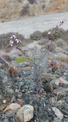Sibara angelorum