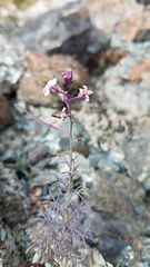 Sibara angelorum