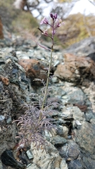 Sibara angelorum