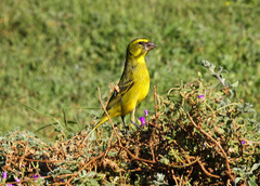 Crithagra sulphurata