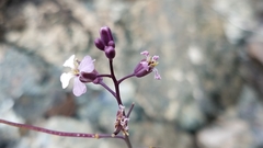 Sibara angelorum