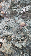 Sibara angelorum