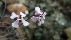 Sibara angelorum