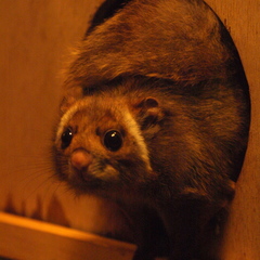 Japanese Giant Flying Squirrel photo 5