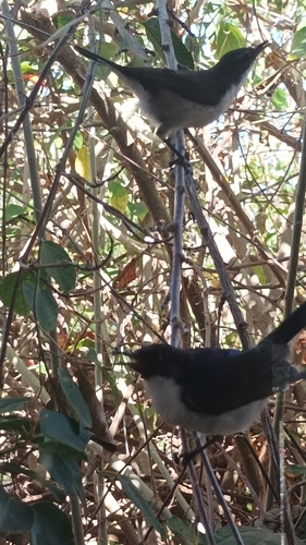 Eastern Violet-backed Sunbird (Anthreptes orientalis), photo 5