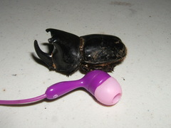 Megaceras septentrionis