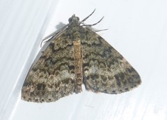 Pseudocoremia indistincta