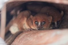 Claire's Mouse Lemur photo 2