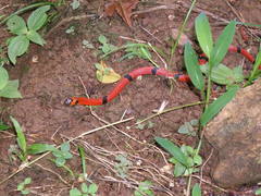 Erythrolamprus mimus