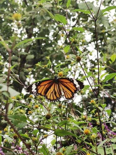 Common Tiger Butterfly