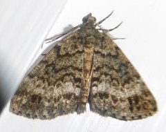 Pseudocoremia indistincta