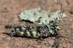 Spharagemon marmorata marmorata