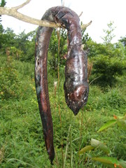 Synbranchus marmoratus