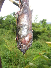 Synbranchus marmoratus