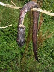 Synbranchus marmoratus