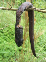 Synbranchus marmoratus