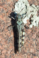Spharagemon marmorata marmorata