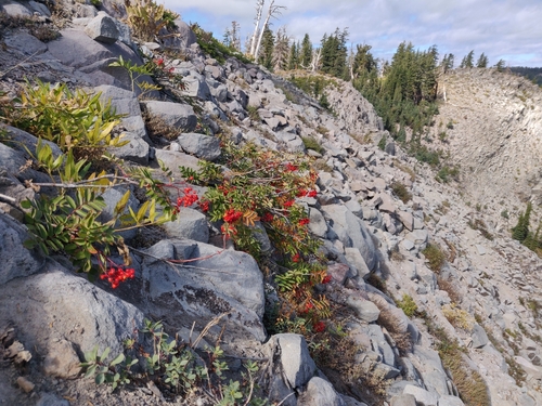 California mountain ash (Sorbus californica)