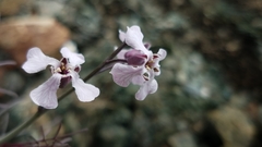 Sibara angelorum
