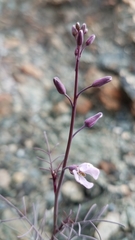 Sibara angelorum