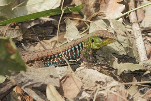 Rainbow Ameiva