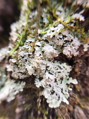 Heterodermia albicans