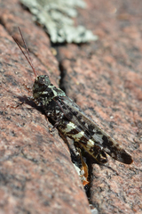 Spharagemon marmorata marmorata