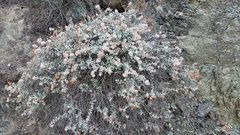 Eriogonum pondii