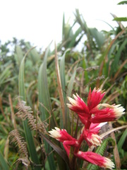 Image of Guzmania calamifolia