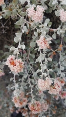 Eriogonum pondii