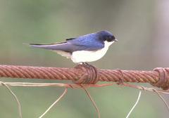 Hirundo dimidiata