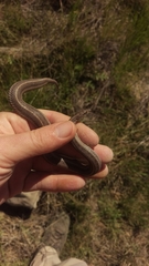 Tropidoclonion lineatum