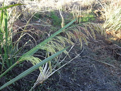 Zizaniopsis miliacea