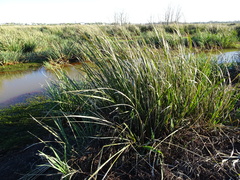 Zizaniopsis miliacea