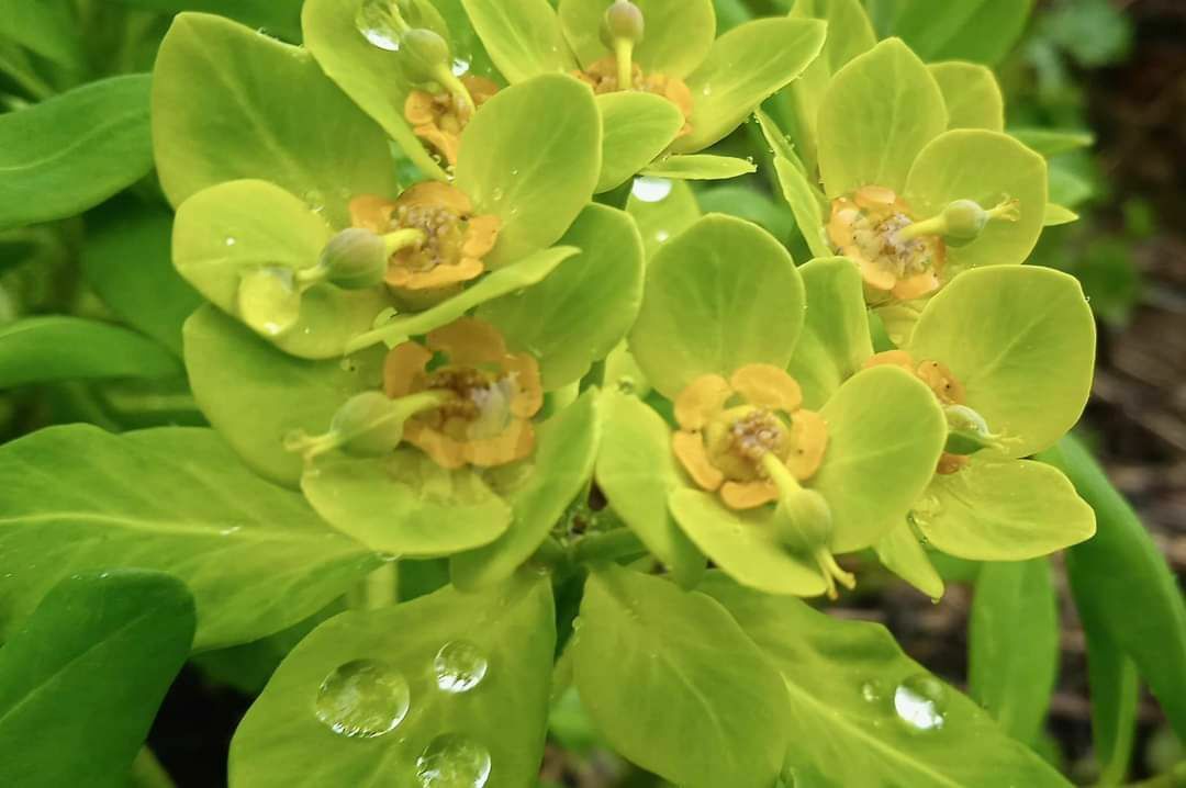 Euphorbia kingdon-wardii