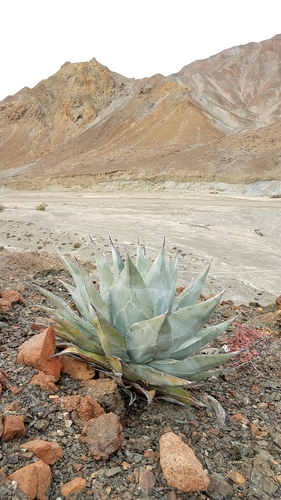 Image of Agave vizcainoensis by (c) Alan Rockefeller, some rights reserved (CC BY)