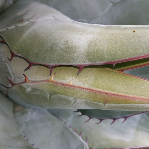 Image of Agave vizcainoensis by (c) Alan Rockefeller, some rights reserved (CC BY)