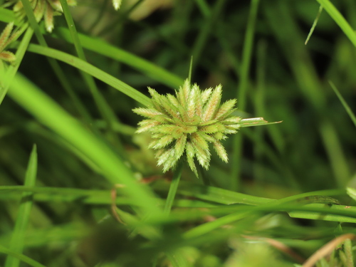 Cyperus pumilus L.