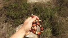 Lampropeltis gentilis