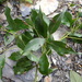Cinnamomum philippinense - Photo (c) 呂一起(Lu i-chi), μερικά δικαιώματα διατηρούνται (CC BY), uploaded by 呂一起(Lu i-chi)