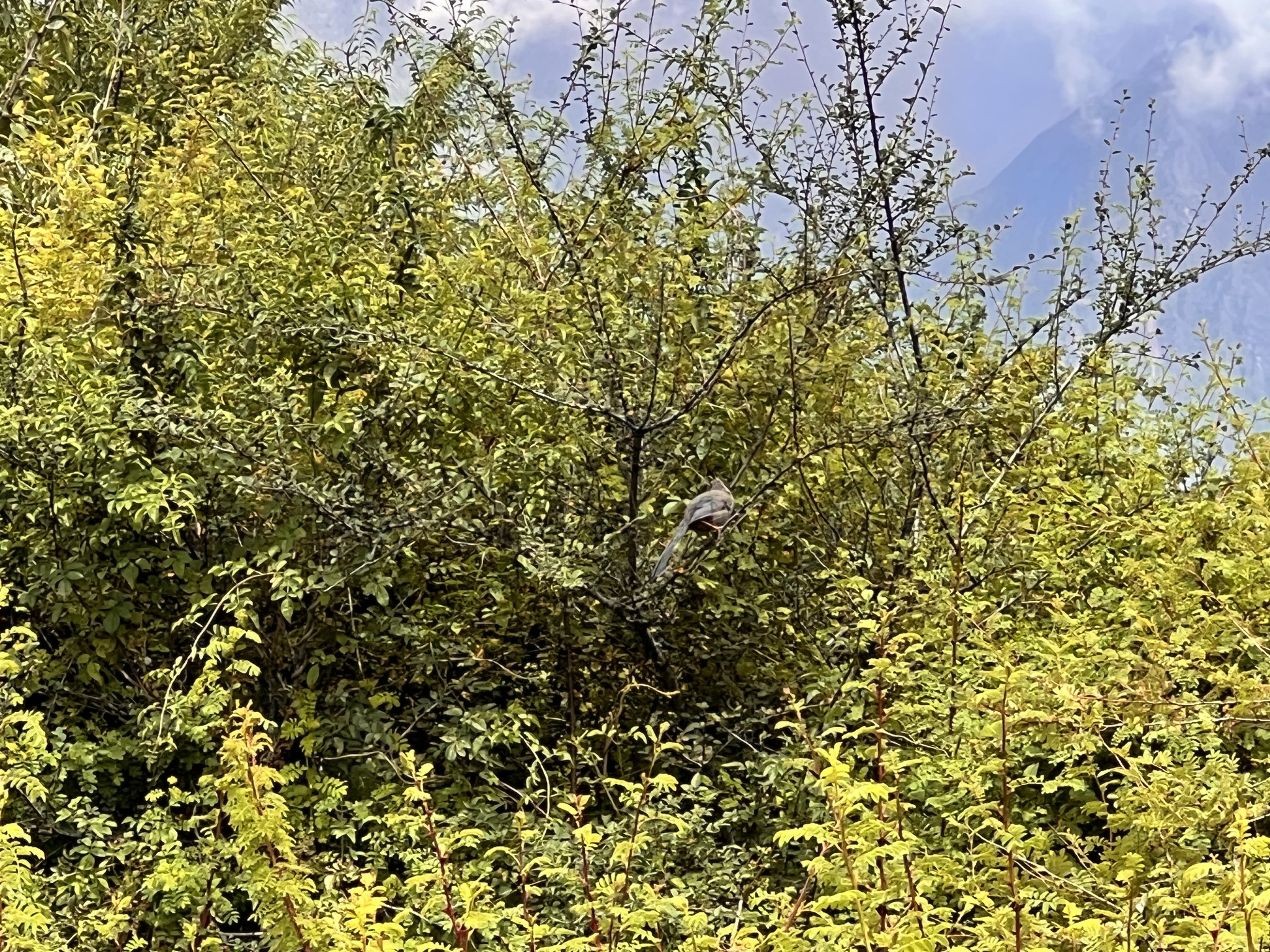 Brown-cheeked Laughingthrush