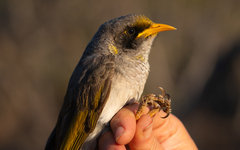 Black-Eared Miner photo 1