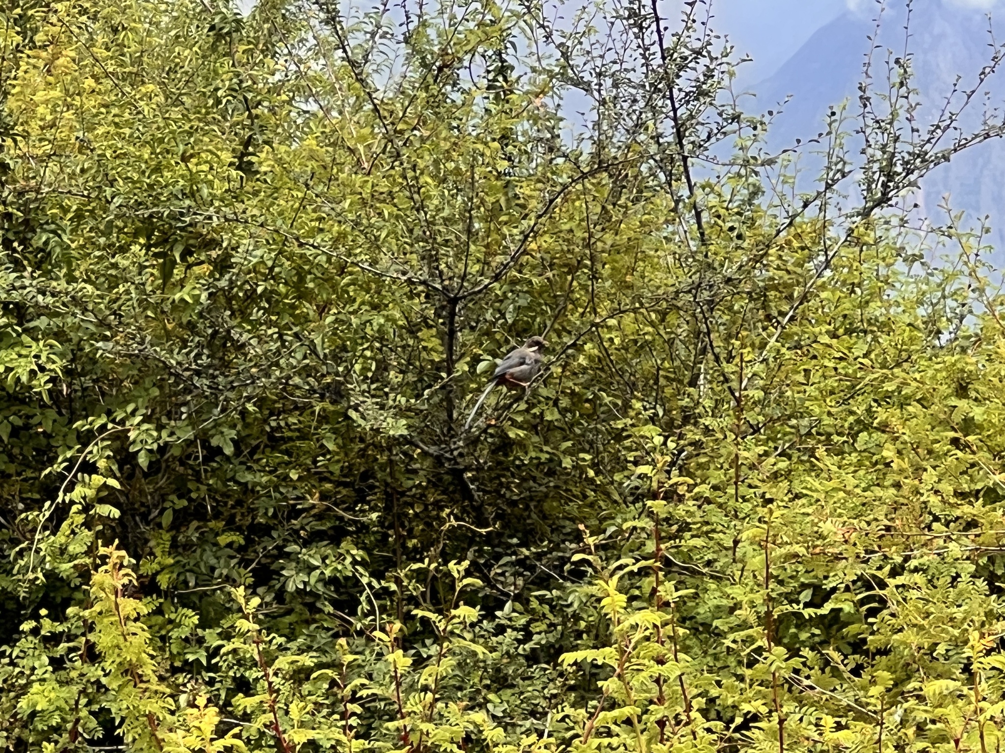 Brown-cheeked Laughingthrush