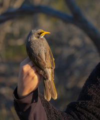 Black-Eared Miner photo 3