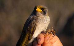 Black-Eared Miner photo 5