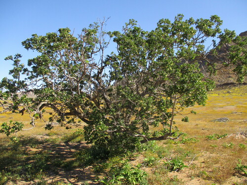 Image of Green Resin Tree (Ozoroa concolor) by no rights reserved